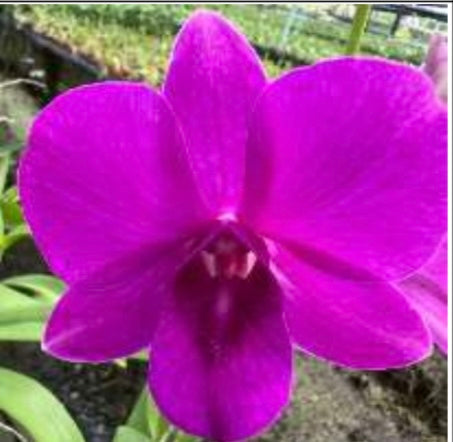 Pink Lady #2