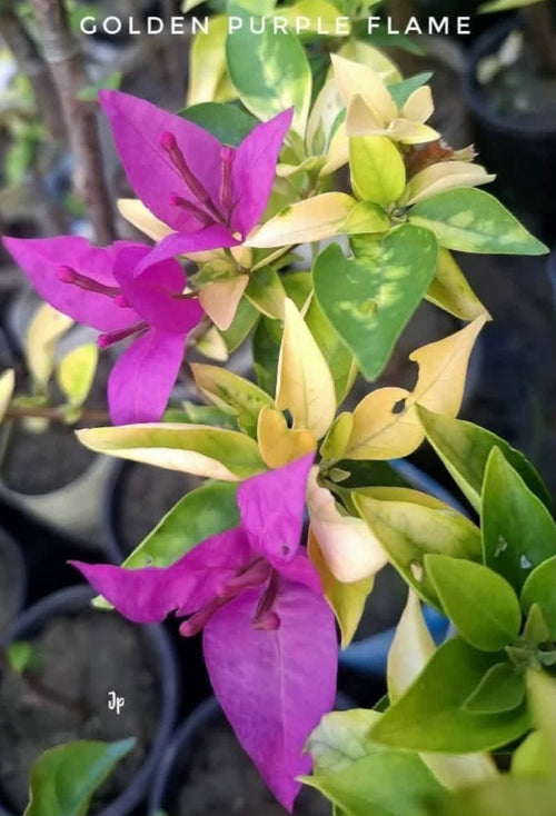 Golden Purple Flame