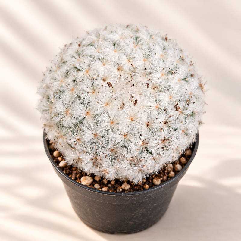Feather Cactus