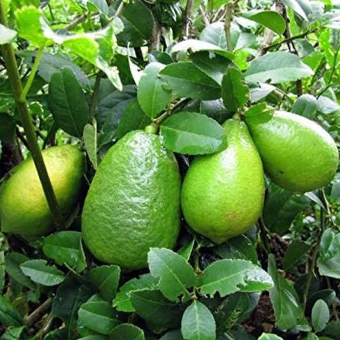 Gandhoraj Lemon Plant