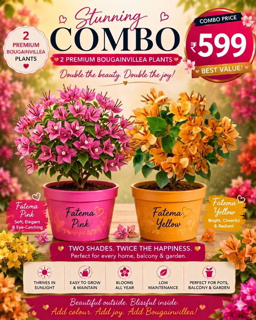 Holi Combo 5
