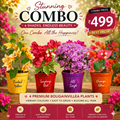 New Year Combo 2 Bougainvillea Plant