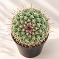 Hexaedrophorus Thelocactus