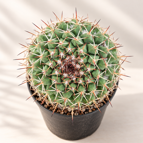 Hexaedrophorus Thelocactus