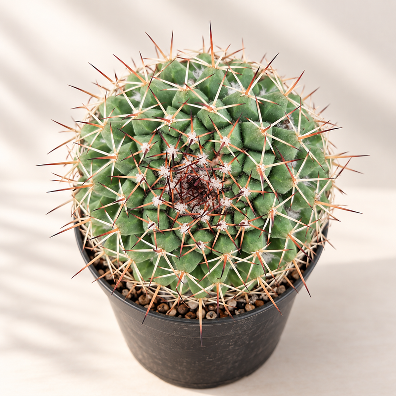 Hexaedrophorus Thelocactus
