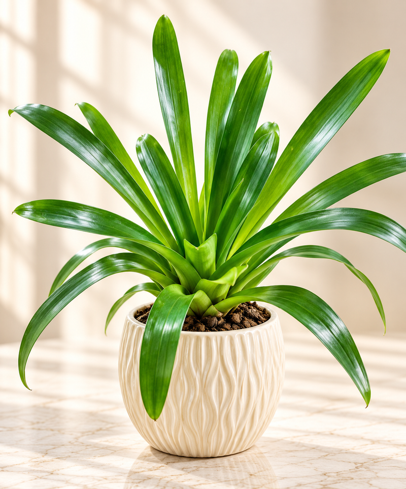 Green Aechmea Bromeliad