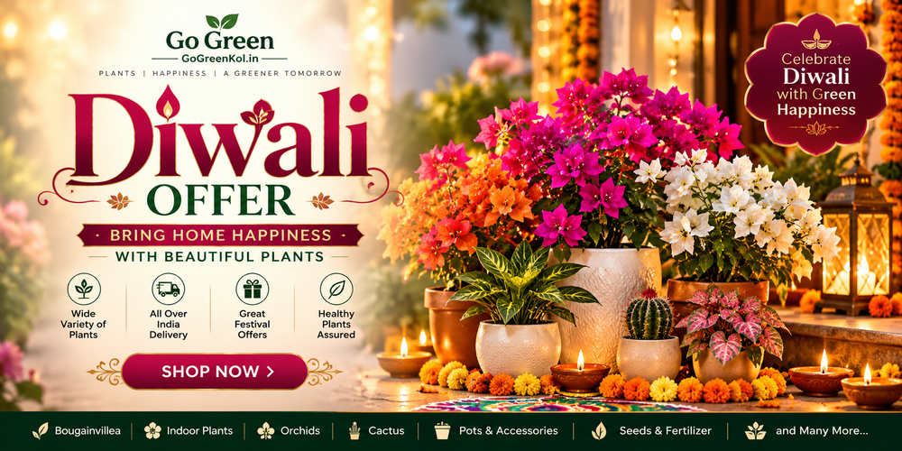 Diwali Sale live