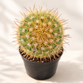Spiny Pincushion Cactus