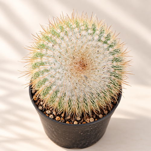 Twin-Spined Cactus