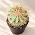Golden-Spined Pincushion Cactus