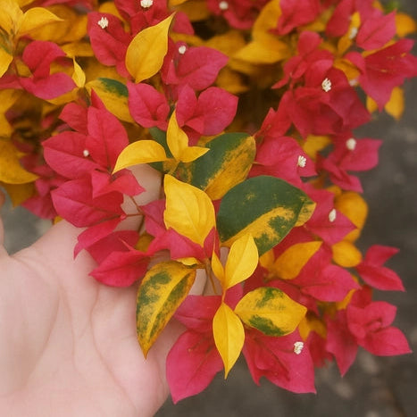 Golden Breeza Red