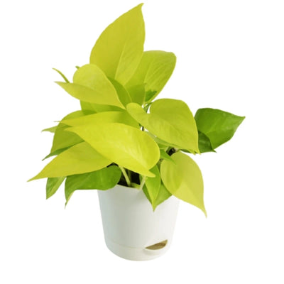 Golden Money Plant