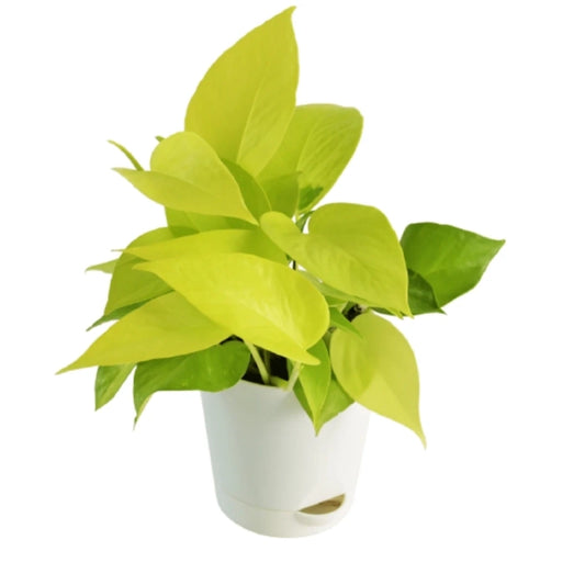 Golden Money Plant