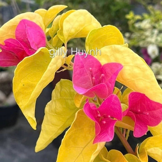 Golden Watermelon Kiss