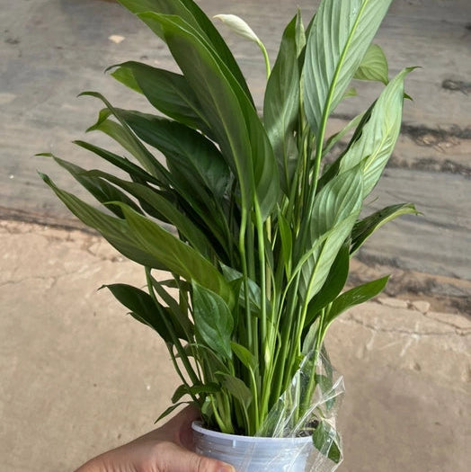 Hydrophonic Peace lily