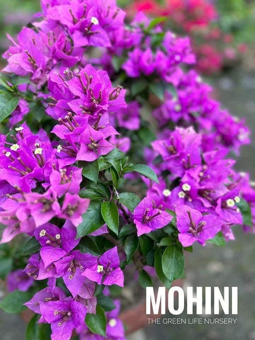 Mohini