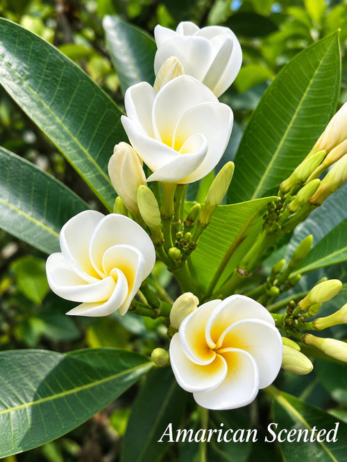 American Scented (Chapa)