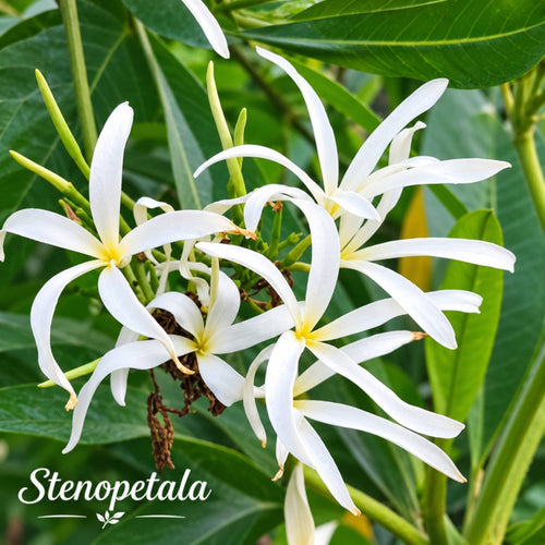 Stenopetala (Chapa)