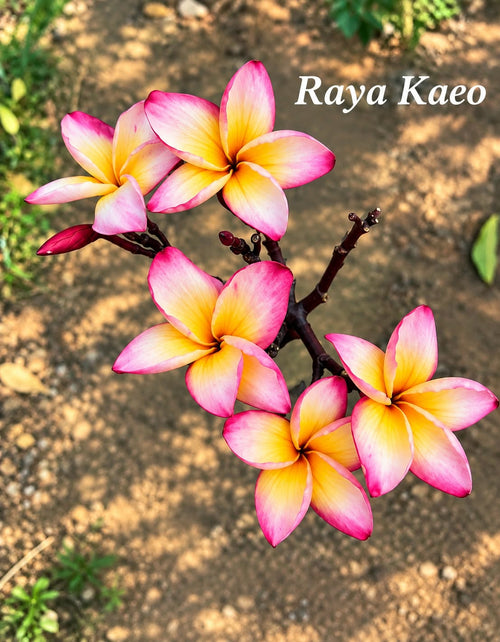 Raya Kaeo (Chapa)
