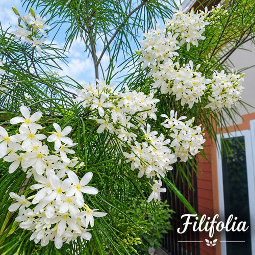 Filifolia (Chapa)