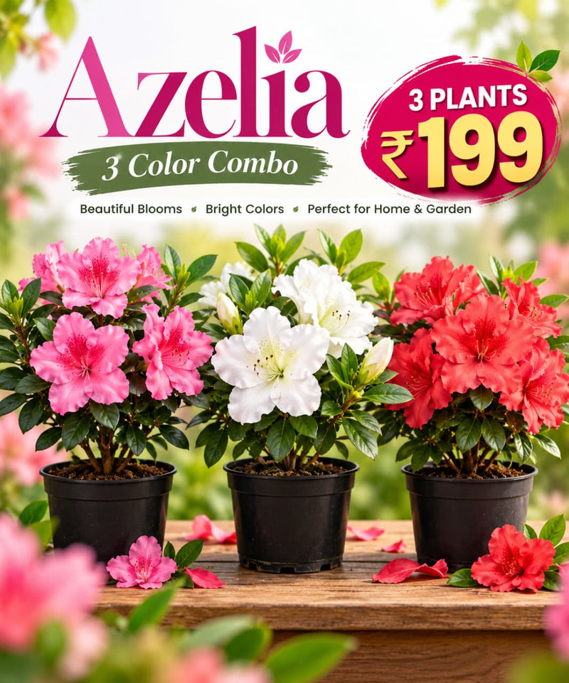 Azelia