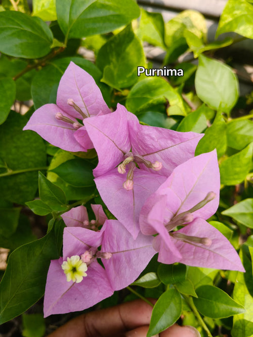 Purnima