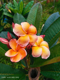 Parameno (Chapa)