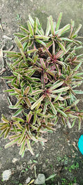 Neoregelia Donger Bromeliad