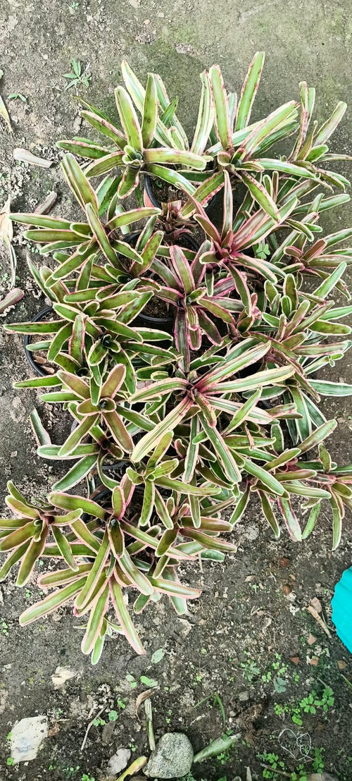 Neoregelia Donger Bromeliad alternate view
