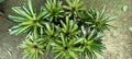 Neoregelia Carolinae Bromeliad