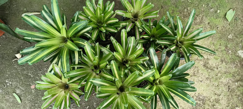 Neoregelia Carolinae Bromeliad alternate view