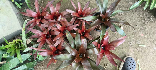Fireball Bromeliad alternate view