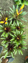 Painted Feather Bromeliad