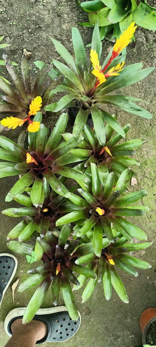 Painted Feather Bromeliad alternate view