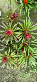 Pink Scarlett Star Bromeliad