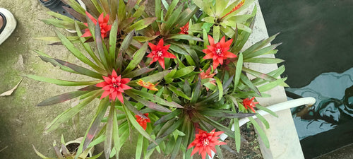 Scarlett Star Bromeliad alternate view