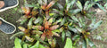 Neoregelia Hannibal Lector