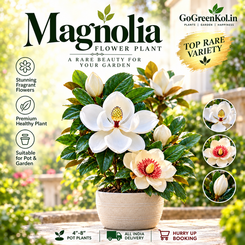 Magnolia