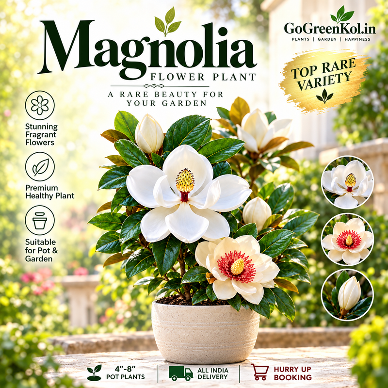Magnolia