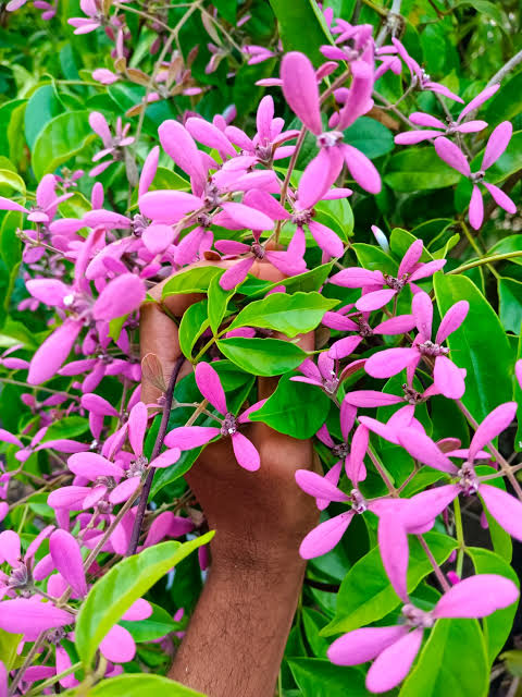 Pink Moni Lata / Petrea Pink