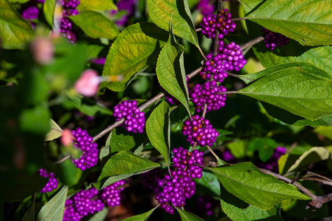 American Beauty Berry