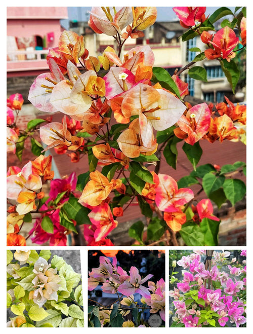 New Year Combo 1 alternate view