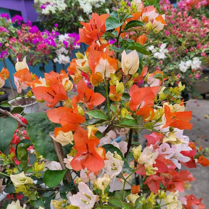 Maharani (Grafted)