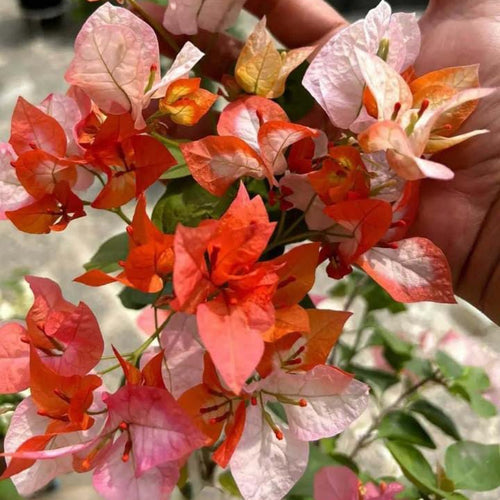 Maharani (Grafted) alternate view