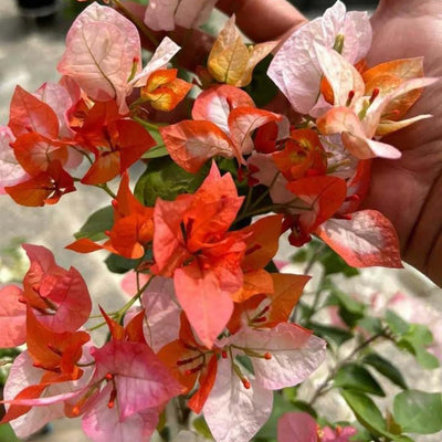 Heavy Bloomer