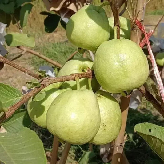 Red Diamond Guava Plant