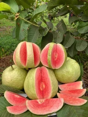 Red Diamond Guava Plant alternate view