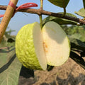 White Diamond Guava Plant