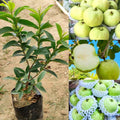 White Diamond Guava Plant