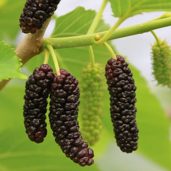 Brazilian Malberry Long Plant